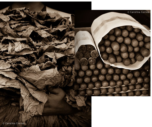 Cigar Factory Tours at VegaFina - Aficionado Tour